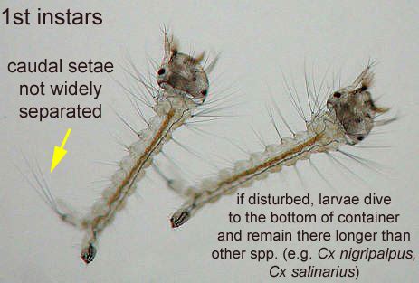 Culex quinquefasciatus - UF IFAS Florida Medical Entomology Laboratory ...