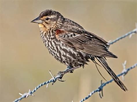 Red-winged Blackbird - NestWatch