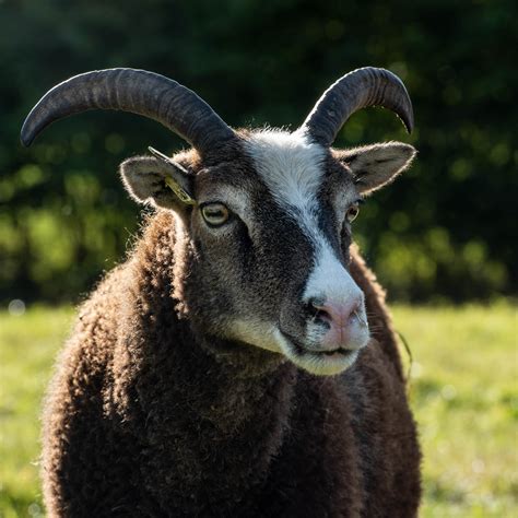 A flock of Soay Sheep | Severn Gorge Countryside Trust