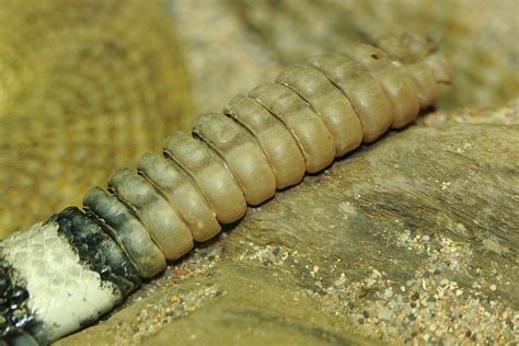 Rattlesnake Tail Photograph by Paul Slebodnick - Fine Art America