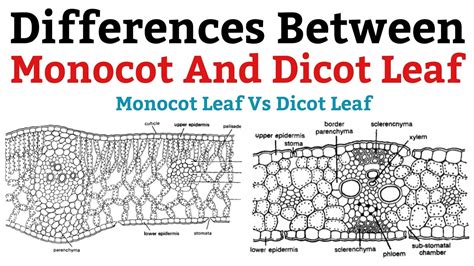 Difference Between Monocot And Dicot Leaf