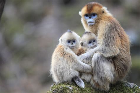 Golden snub-nosed monkey in China’s Qinling Mountains Image - ID ...