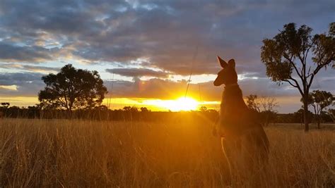 Kangaroo Sunset Australia Landscape Stock Footage Video 7146118 ...