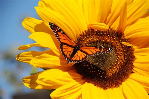 monarch butterfly wallpaper | Monarch butterfly, Sunflower wallpaper ...