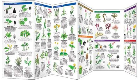 Identifying Wild Edible Plants