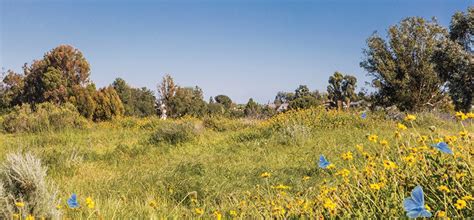 Rediscovering the Palos Verdes Blue Butterfly