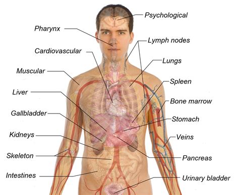 Human Anatomy Internal Organs Diagram Female : Internal Organs Diagram ...