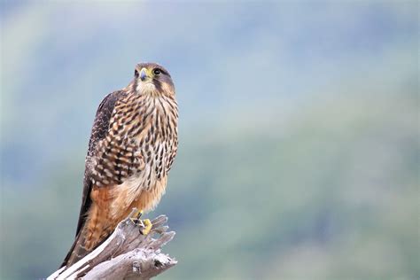 Real Journeys NZ Media release: Birds of a Feather Conservation Ball to ...