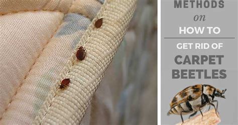 How To Get Rid Of Carpet Beetles In The House | Review Home Co