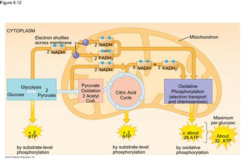 Cellular Respiration Steps And Location