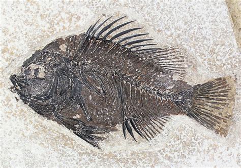 4.85" Priscacara Fossil Fish - Beautiful Presentation (#20817) For Sale ...