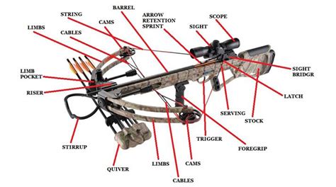 Best Crossbow For Deer Hunting: All Types, Budgets & Brands