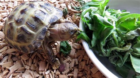 Baby Tortoise Diet & Feeding Guide For Beginners – The Turtle Hub