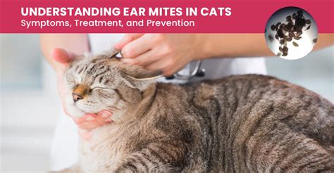 Revolution Treatment For Ear Mites In Cats