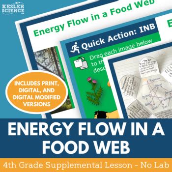 Energy Flow in a Food Web Supplemental Lesson - No Lab - 4th Grade