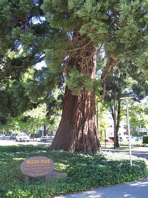 Waldo Park Tree - Oregon Travel Experience