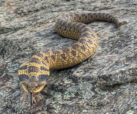 Eastern Hognose Snake lifer today in Central Massachusetts. Poor thing ...