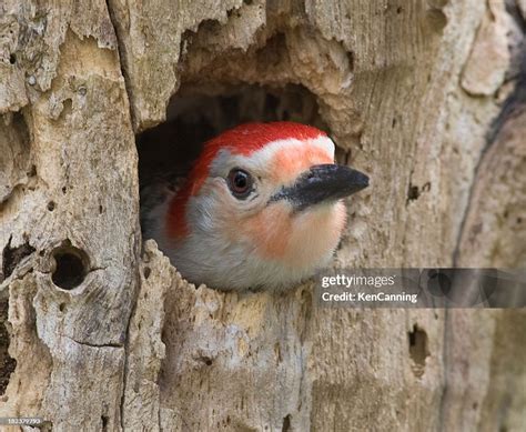 Red Bellied Woodpecker In Tree Cavity Nest High-Res Stock Photo - Getty ...