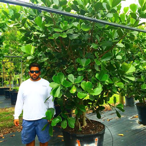 South Florida Plant Guide Clusia – Yoiki Guide