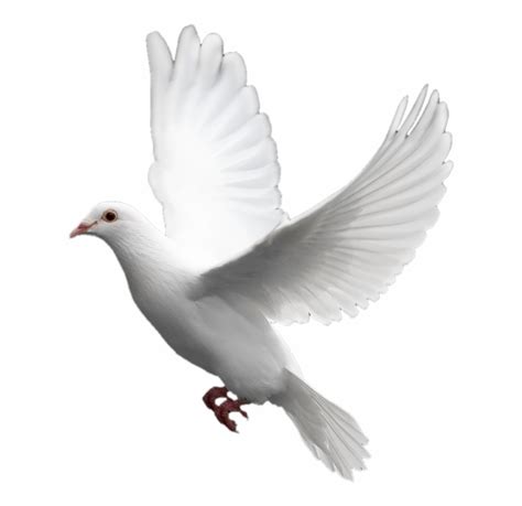 Free White Dove Transparent Background, Download Free White Dove ...