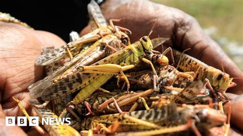 Somalia declares emergency over locust swarms - BBC News