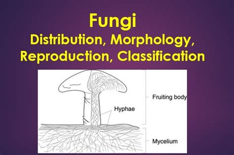 Fungi Definition Types Characteristics Reproduction