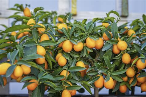 How to Grow a Kumquat Tree Indoors - Food Gardening Network