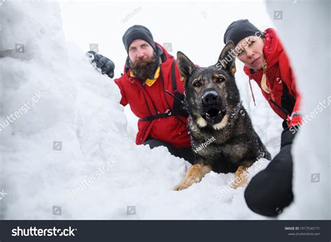 Mountain Rescue Service Dog On Operation Stock Photo 1917530171 ...