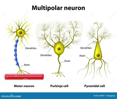 Types Of A Multipolar Neurons Stock Illustration - Illustration of ...