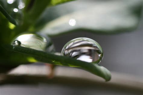 Free rain drops on plants 1 Stock Photo - FreeImages.com