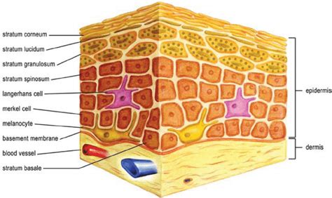 Normal skin structure showing layers of dermis and epidermis ...