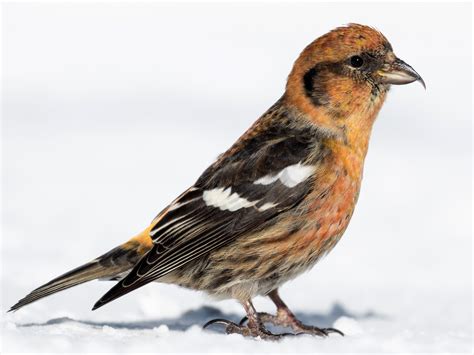 White-winged Crossbill - eBird