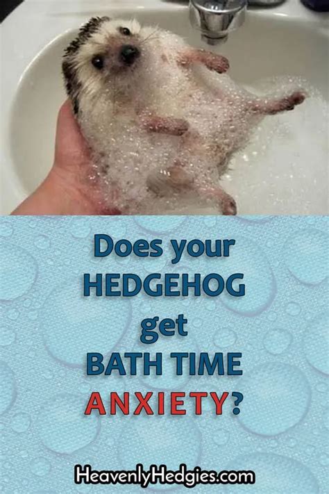 Hedgehog Bath Time Tips & Tricks - Heavenly Hedgies