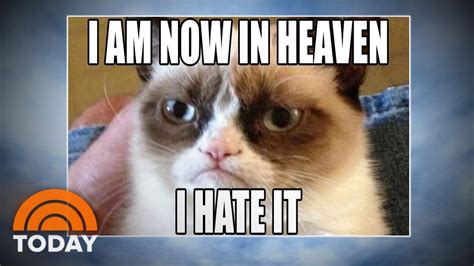 Grumpy Cat: World Bids Farewell To Meme Sensation | TODAY - YouTube