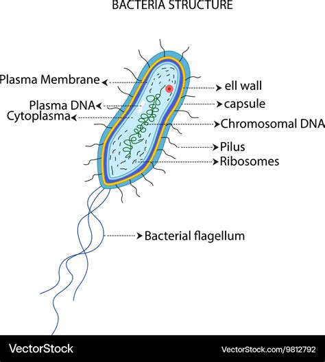 [DIAGRAM] Structure Of Bacterial Cell Diagram - MYDIAGRAM.ONLINE