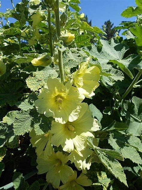 Alcea Rugosa Russian Hollyhock Perennial 10 Seeds - Etsy