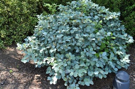 Image result for blue shadow fothergilla | Foundation planting, Plants ...