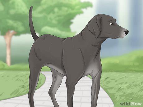 3 Ways to Identify a Treeing Cur - wikiHow