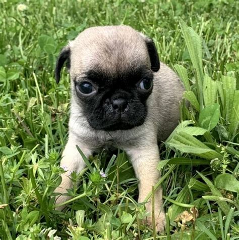 Velydes - Tiny teacup Pug puppies for sale, Pug Puppy for adoption