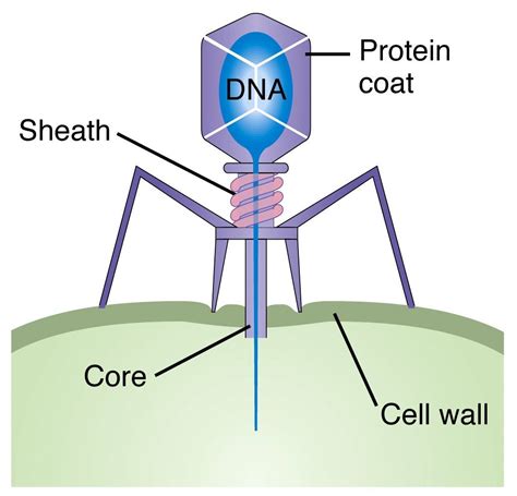 Bacteriophage