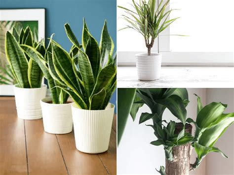 Las mejores plantas de interior para purificar el aire - Erenovable.com