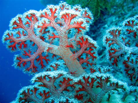 soft coral | Pulau Menjangan, Bali West National Park. I am … | Flickr