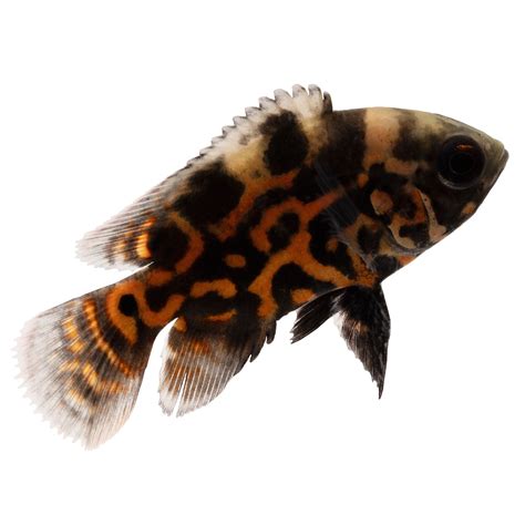 Red Oscar Cichlids for Sale: Order Online | Petco