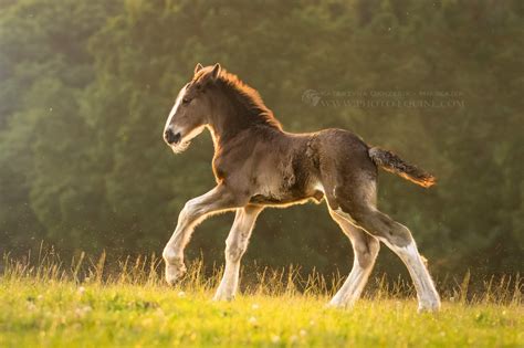 shire horse foal | Horses, Horse breeds, Baby horses