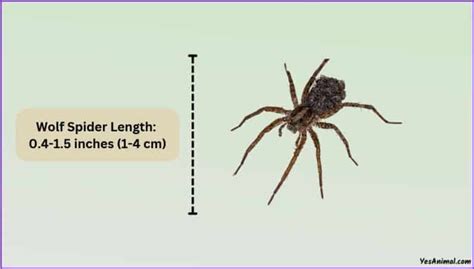 Wolf Spider Size & Compared With Other Types Of Spiders