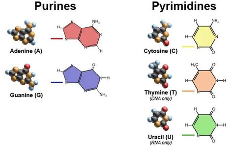 De Novo Purine & Pyrimidine Synthesis, the Rx Involved, and Recent ...