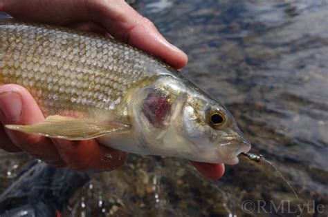 Connecticut Fly Angler: Species Profile: Mountain Whitefish