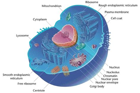 Animal Cells and the Membrane-Bound Nucleus