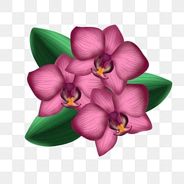 Free Clipart Of Orchids