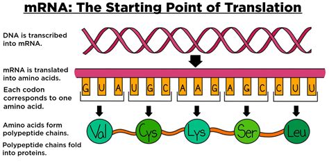 Messenger RNA (mRNA) — Overview & Role in Translation - Expii